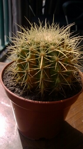 IMG20130304131610.jpg