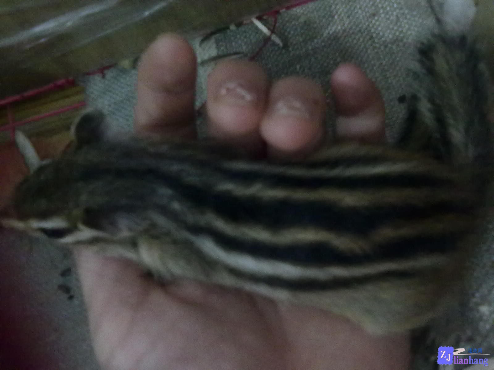 201307111917.jpg